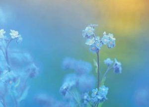 Une miniature de blog